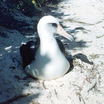 Laysan Albatross